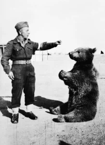 Wojtek the bear