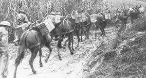 A group of soldiers leads pack mules carrying crates along a muddy track beside tall grass or crops.